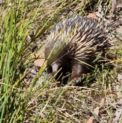Tachyglossus aculeatus at Belconnen, ACT - 26 Oct 2023