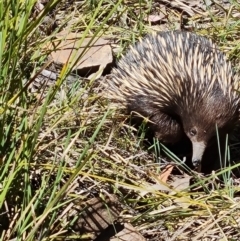 Tachyglossus aculeatus at Belconnen, ACT - 26 Oct 2023 10:24 AM