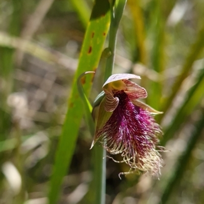 Calochilus platychilus (Purple Beard Orchid) at Aranda Bushland - 26 Oct 2023 by WalkYonder