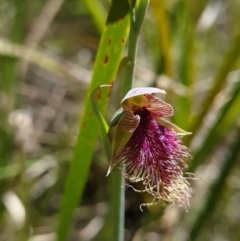 Calochilus platychilus (Purple Beard Orchid) at Belconnen, ACT - 26 Oct 2023 by WalkYonder