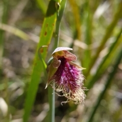 Calochilus platychilus at Belconnen, ACT - suppressed