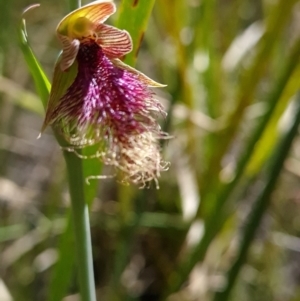 Calochilus platychilus at Belconnen, ACT - suppressed