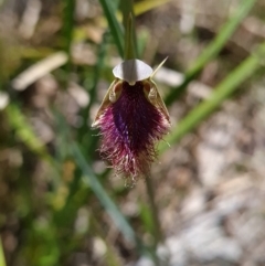 Calochilus platychilus at Belconnen, ACT - suppressed