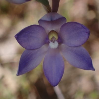 Unidentified Orchid at Glenroy, NSW - 10 Oct 2023 by AnneG1