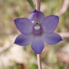 Thelymitra nuda at Glenroy, NSW - suppressed