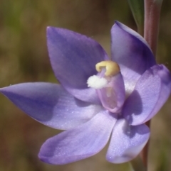 Thelymitra nuda at Glenroy, NSW - suppressed