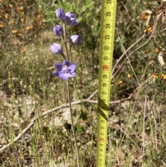 Thelymitra nuda at Glenroy, NSW - suppressed