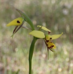 Diuris sulphurea (Tiger Orchid) at Glenroy, NSW - 11 Oct 2023 by AnneG1