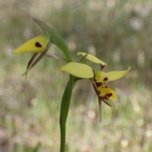 Diuris sulphurea at Glenroy, NSW - suppressed