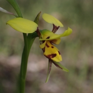 Diuris sulphurea at Glenroy, NSW - suppressed