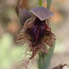 Calochilus robertsonii (Beard Orchid) at Glenroy, NSW - 11 Oct 2023 by AnneG1