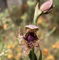 Calochilus robertsonii at Glenroy, NSW - 11 Oct 2023