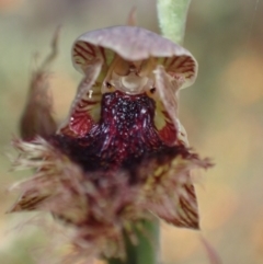 Calochilus robertsonii at Glenroy, NSW - 11 Oct 2023