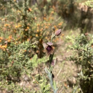 Calochilus robertsonii at Glenroy, NSW - suppressed