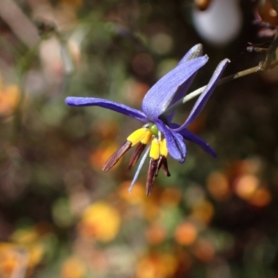 Dianella revoluta var. revoluta (Black-Anther Flax Lily) at Nail Can Hill - 10 Oct 2023 by AnneG1