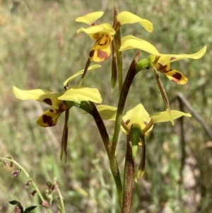 Diuris sulphurea at Glenroy, NSW - suppressed