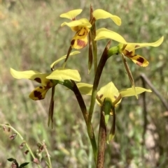 Diuris sulphurea (Tiger Orchid) at Nail Can Hill - 11 Oct 2023 by AnneG1