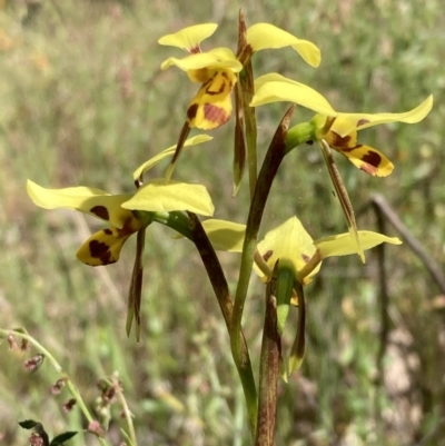 Diuris sulphurea (Tiger Orchid) at Glenroy, NSW - 11 Oct 2023 by AnneG1