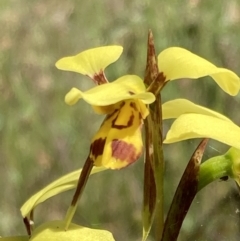 Diuris sulphurea at Glenroy, NSW - suppressed