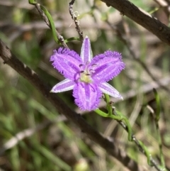 Thysanotus patersonii (Twining Fringe Lily) at Nail Can Hill - 11 Oct 2023 by AnneG1