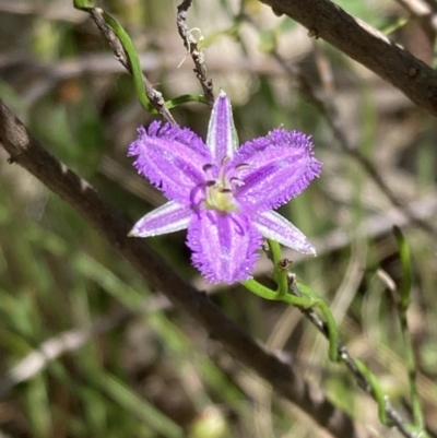 Thysanotus patersonii (Twining Fringe Lily) at Splitters Creek, NSW - 11 Oct 2023 by AnneG1