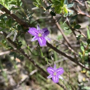 Thysanotus patersonii at Splitters Creek, NSW - 11 Oct 2023