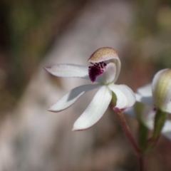 Caladenia cucullata (Lemon Caps) at Albury - 11 Oct 2023 by AnneG1