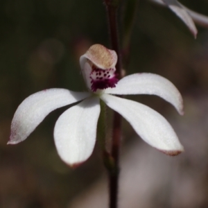 Caladenia cucullata at Glenroy, NSW - 11 Oct 2023