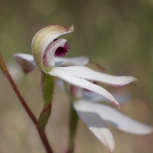 Caladenia cucullata at Glenroy, NSW - suppressed