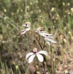 Caladenia cucullata at Glenroy, NSW - suppressed