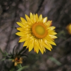 Xerochrysum viscosum (Sticky Everlasting) at Stony Creek Nature Reserve - 26 Oct 2023 by Csteele4