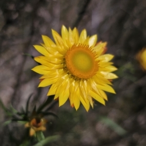 Xerochrysum viscosum at Carwoola, NSW - 26 Oct 2023