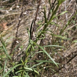 Xerochrysum viscosum at Carwoola, NSW - 26 Oct 2023