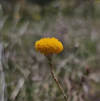 Leptorhynchos squamatus subsp. squamatus (Scaly Buttons) at Carwoola, NSW - 26 Oct 2023 by Csteele4