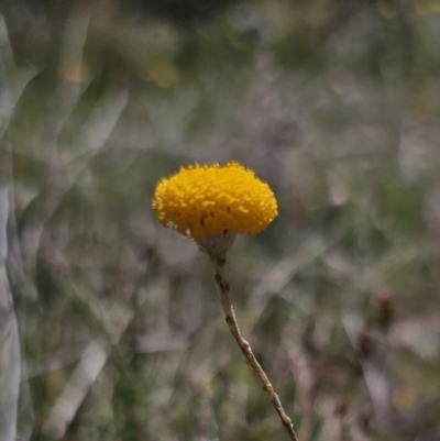 Leptorhynchos squamatus subsp. squamatus (Scaly Buttons) at Carwoola, NSW - 26 Oct 2023 by Csteele4