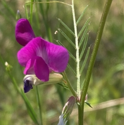 Vicia sativa (Common Vetch) at Nail Can Hill - 11 Oct 2023 by AnneG1