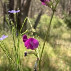 Vicia sativa at Glenroy, NSW - 11 Oct 2023 01:23 PM