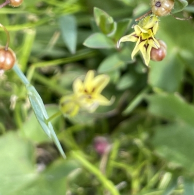 Sisyrinchium rosulatum (Scourweed) at QPRC LGA - 25 Oct 2023 by JaneR