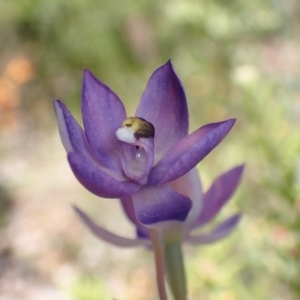 Thelymitra megcalyptra at Glenroy, NSW - suppressed