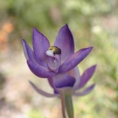 Thelymitra megcalyptra (Swollen Sun Orchid) at Nail Can Hill - 11 Oct 2023 by AnneG1