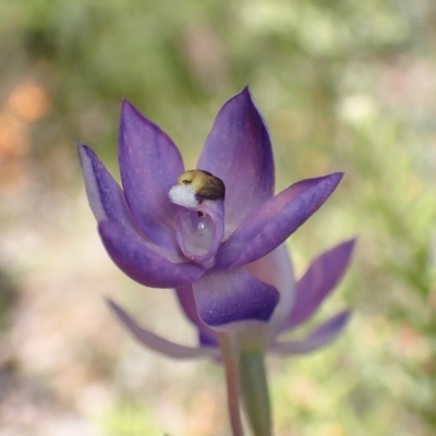 Thelymitra megcalyptra (Swollen Sun Orchid) at Albury - 11 Oct 2023 by AnneG1