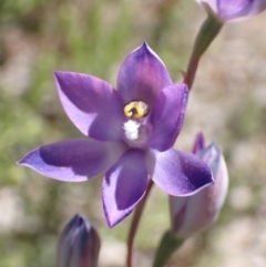 Thelymitra megcalyptra at Glenroy, NSW - suppressed