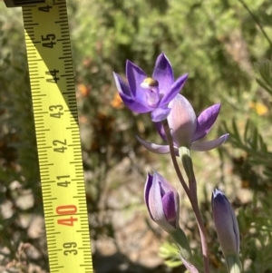 Thelymitra megcalyptra at Glenroy, NSW - suppressed