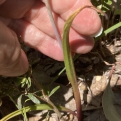 Thelymitra megcalyptra at Glenroy, NSW - suppressed