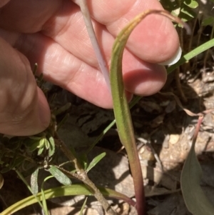 Thelymitra megcalyptra at Glenroy, NSW - suppressed