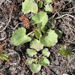 Centella asiatica (Pennywort, Centella, Indian Pennywort) at QPRC LGA - 25 Oct 2023 by JaneR