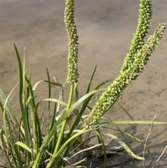 Cycnogeton procerum (Nareli, Swamp Arrowgrass) at Bendoura, NSW - 25 Oct 2023 by JaneR