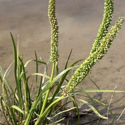 Cycnogeton procerum (Nareli, Swamp Arrowgrass) at QPRC LGA - 25 Oct 2023 by JaneR