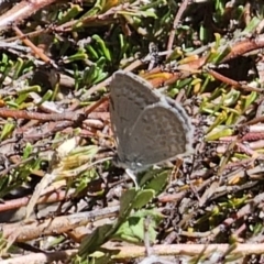 Zizina otis (Common Grass-Blue) at QPRC LGA - 26 Oct 2023 by Csteele4