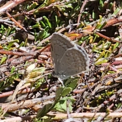 Zizina otis (Common Grass-Blue) at QPRC LGA - 26 Oct 2023 by Csteele4